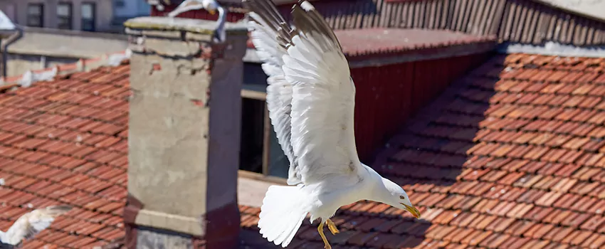Residential Chimney Animal Removal Solution in Avenal, CA